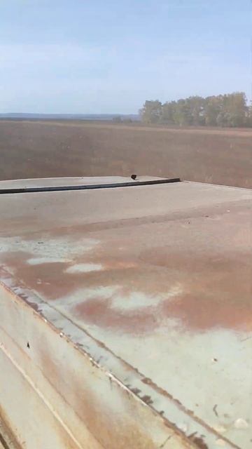 Уборка гречихи 2024г смотреть онлайн