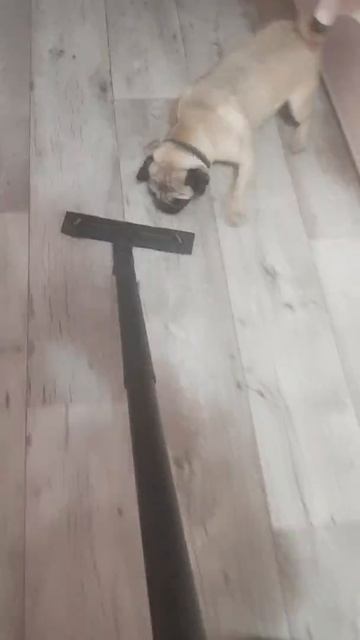 Мопс, который не боится пылесоса смотреть онлайн