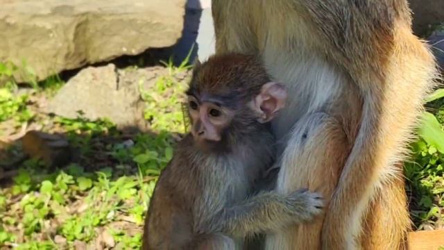 🐒 Красная мартышка или гусар, самая крупная из мартышек – обитатель Африки.