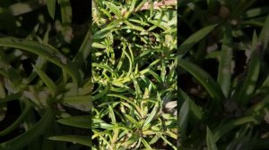 Флокс шиловидный в сентябре.   Уход.                        #flovers #g