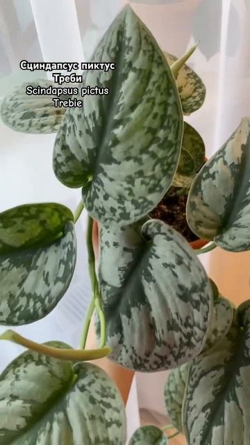 Этот сциндапсус входит в десятку лучших комнатных рас смотреть онлайн