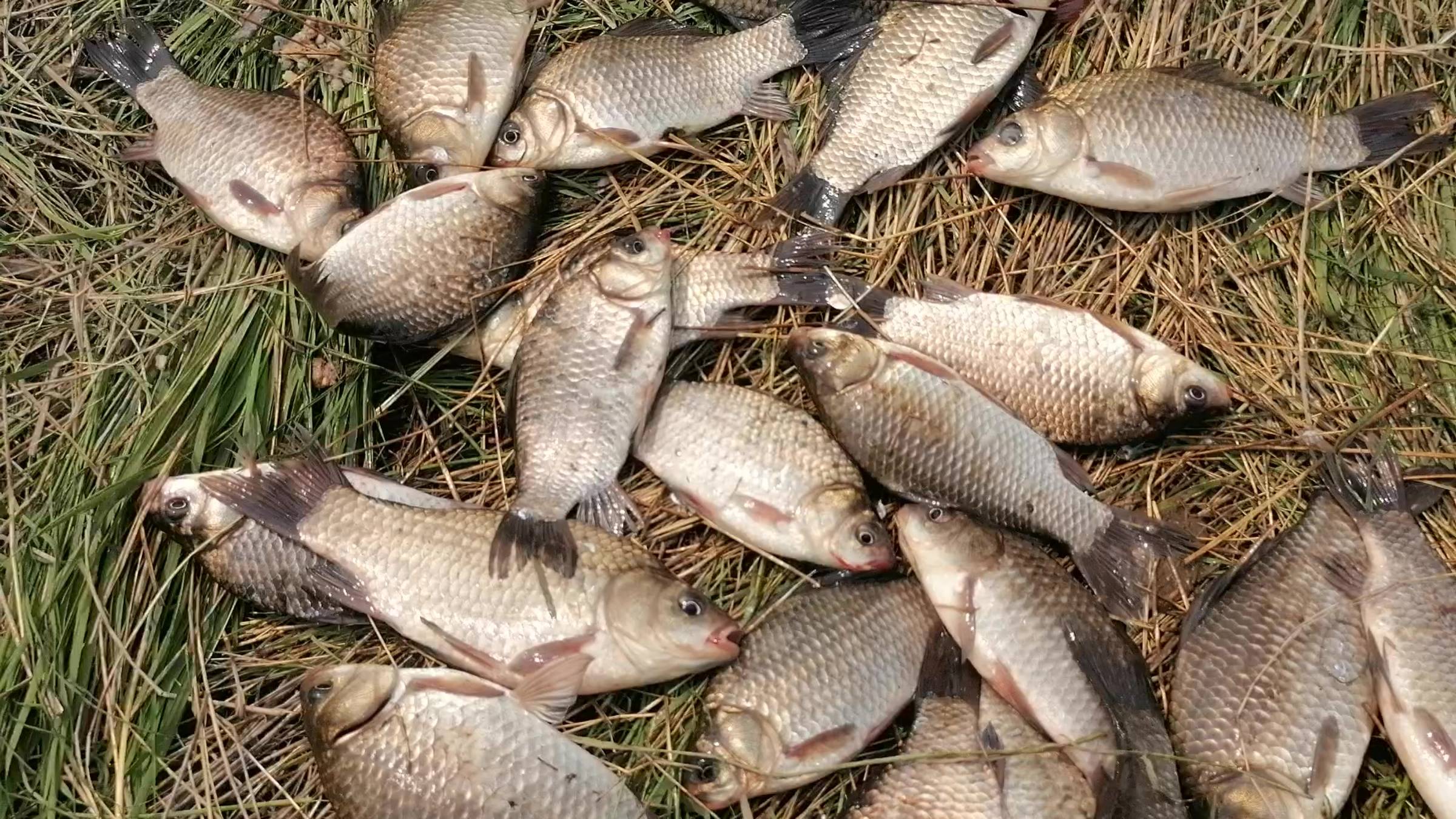 Открыл летний сезон. КАРАСЬ и ЛЕЩ клюет на каждом забросе. Рыбалка на карася. Рыбалка на лодке. смотреть онлайн