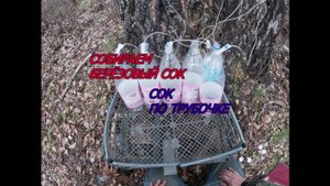 СБОР БЕРЁЗОВОГО СОКА