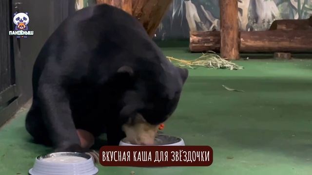 🐻 Медвежонок Звездочка наслаждается вкусной кашей и радует своим аппетитом.