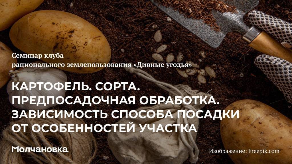 4 сезон 17 семинар. Картофель. предпосадочная обработка, сорта.