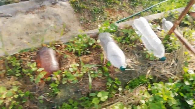 КАК УСТРОЕН ОГОРОД, ЧАСТЬ ПЕРВАЯ смотреть онлайн