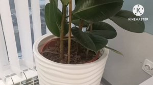 💦 Особенности Полива Крупнолистовых Фикусов|Формула