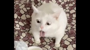 Кот блюёт - Борис Прядко