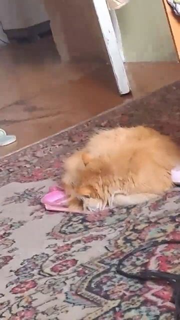 Эдисон#эдисон#херейд#натаха#иксданил#чайник#дедвтрус? смотреть онлайн