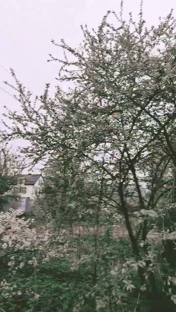 #travel #природавкалининграде #погода #калининград смотреть онлайн