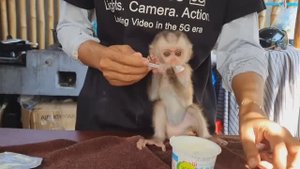 Обезьянка кроха МАЛЕХА брыкается кричит кушать Выдирает ложку Ест с ложки йогурт Перепачкалась морда