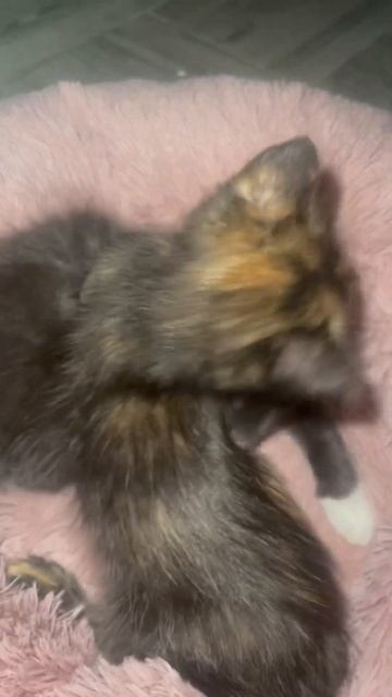 Узники сауны переехали 👌 #cat #новосибирск#котики смотреть онлайн