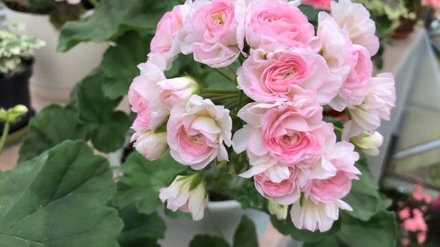 Пеларгония. ЮВ Звезда Водолея. ТА Эммануэль. смотреть онлайн