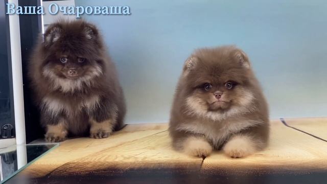 От Марьяши и Индиры