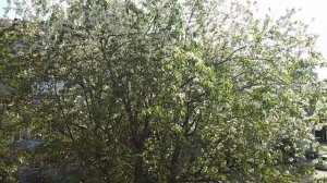 Весна в Барнауле-Цветение яблони