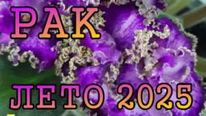 РАК таро прогноз на ЛЕТО 2025 года (июнь, июль, август).