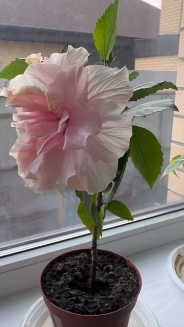 Гибискус 🌺 нежного розового цвета, на второй год стал смотреть онлайн