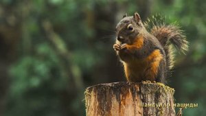 #Коран#Юсуф#СамыеКрасивыеМеста#Relaxation##Islam#Quran#Yusuf#Minshawiy 4кВидео#13часть#