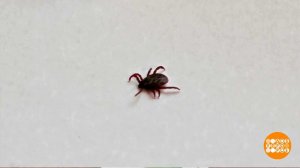 Страховка от клещей: а нужна? Доброе утро. Фрагмент выпуска от 12.05.2025