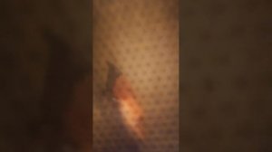 разогреть чебурек в микроволновке 2