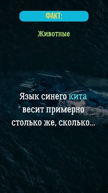 Язык синего кита весит примерно столько же, сколько...?