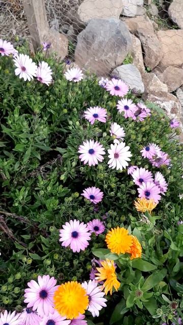 Чили/цветы зимой смотреть онлайн