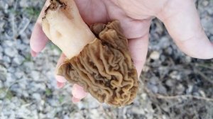 Сезон сморчковой шапочки 2025. #mushroom #грибы #сморчковаяшапочка #сморчки #грибнойсезон