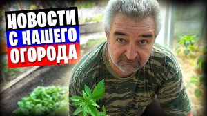 Киножурнал "Земля и глина" / Огород, теплица, кошки и о других делах немножко...