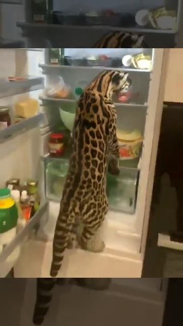 наглая кошка начала лезть в холодильник #shorts смотреть онлайн