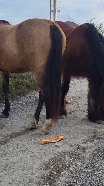 Лошадки едят хлеб на #caminofrances #shortsvideo #shortvideo #лошадки смотреть онлайн
