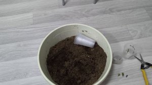 гортензия в воде дала корни,что буду делать дальше