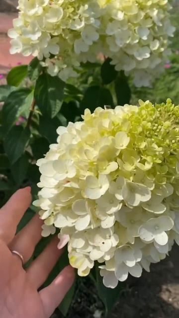 Красивая! А как называется не знаю￼?🤔 #гортензия смотреть онлайн