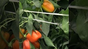 Перец Янтарный бык