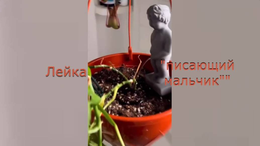 Весёлое утро субботы!