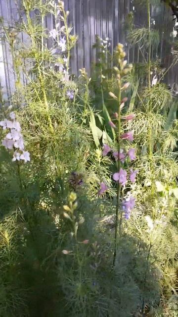 Дельфиниум | delphinium #delphinium #дельфиниум #растения #pflanzen #с смотреть онлайн