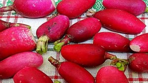 Салат из редиса и творога.