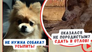 Не нужна - усыпить! Не породистый - сдать в отлов!