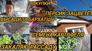 ВЫСАДИЛА БАРХАТЦЫ/ЗАКАЛЯЮ РАССАДУ/СЕМЕНА КАРТОФЕЛЯ/ПОКУПКИ