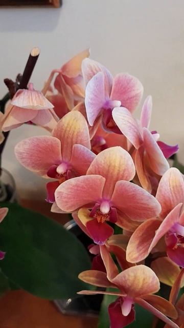 КАК ДОЛГО ЦВЕТЁТ ОРХИДЕЯ? смотреть онлайн