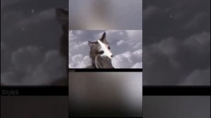 wildcraft Тик Ток подборка крутых видео🥰💖💗💝💖💞💓