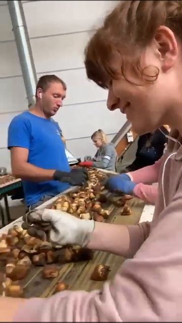 Робота в Нідерландах сортуванні цибулин тюльпанів ві? смотреть онлайн