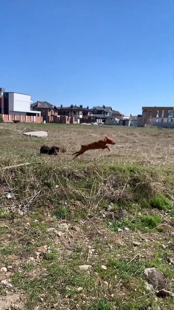 Две подружки #собаки #щенки #подружки #лп #счастье #своб смотреть онлайн