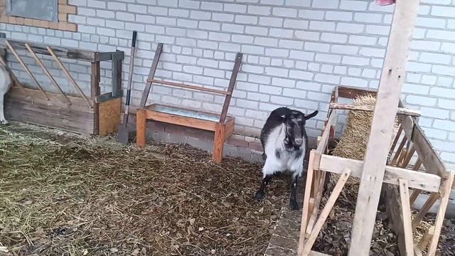 Дружковка 16 декабря 2024 г. До купили сено.Портится пого? смотреть онлайн