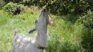 Прикольная коза с бородой Видео для детей