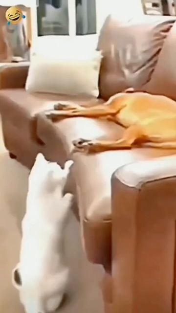 эти забавные питомцы такие милые у вас есть какие-нибу смотреть онлайн