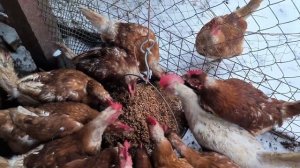 Мешанка — зерносмесь с кормовыми дрожжами для кур — н