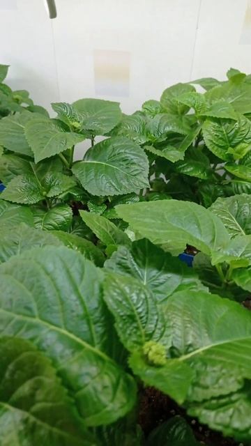Продажа гортензий смотреть онлайн