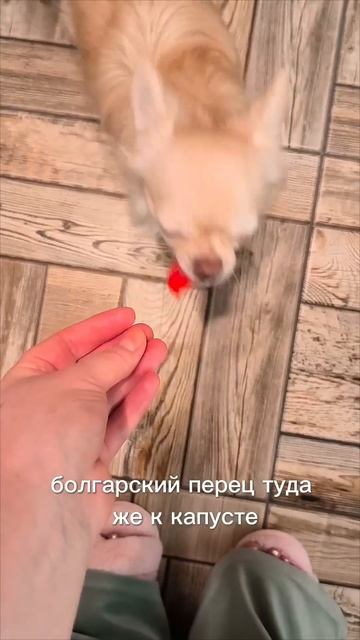 Салат из того, что нашли в холодильнике🥗 #дашаготовит смотреть онлайн