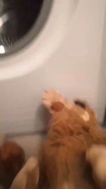 Как купаются плюшевые игрушки когда они залазят в сти? смотреть онлайн