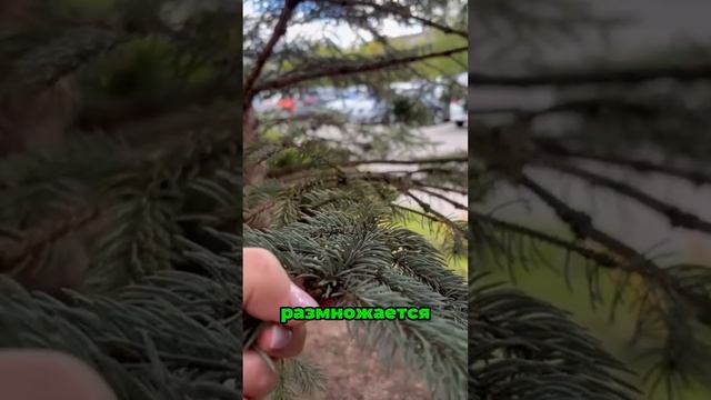 Обрабатываем голубые ели от ложнощитовки и сажистого гриба (черни)